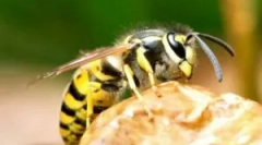 Što učiniti ako je wasp ugrizan?